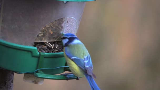 Great Tit Parus Major Landing Bird Feeder Eating Sunflower Seeds — ストック動画