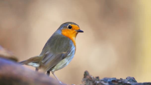 European Robin Erithacus Rubecula Robin Redbreast Perched Branch Tree Woodland — Stock video