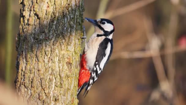 Μεγάλη Spotted Woodpecker Dendrocopos Major Τρώει Κορμό Δέντρο Στο Δάσος — Αρχείο Βίντεο