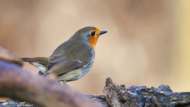 Isolated Close European Robin Erithacus Rubecula Robin Redbreas Perched Tree — Stock video