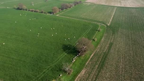 Sheep Moving Lush Green Field Drone Pedestal Left — Vídeo de Stock