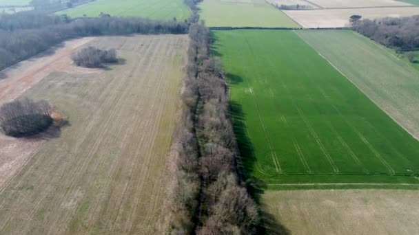 Een Rij Bomen Kent Countryside Engeland Drone Voorwaarts — Stockvideo