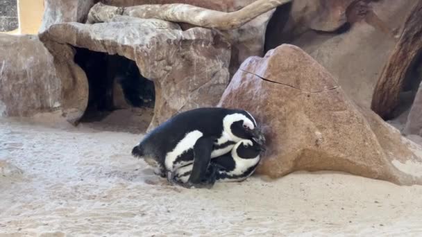 Close View African Penguins Mating — Vídeos de Stock