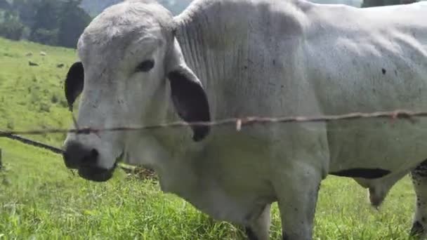 Biały Byk Jedzący Drapiący Się Farmie — Wideo stockowe