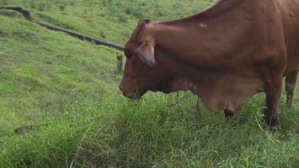 Brown Cow Eats Herbs Happily Farm — Stockvideo