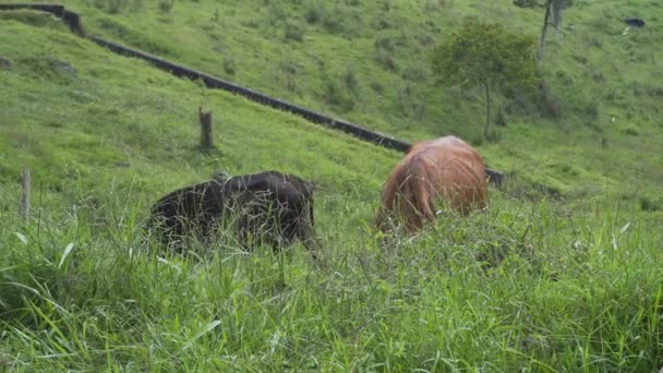 Twee Koeien Eten Een Boerderij Ver Weg — Stockvideo
