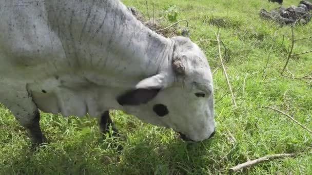 Fechar Rosto Uma Vaca Branca Comendo Uma Fazenda — Vídeo de Stock