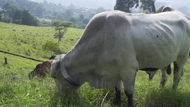 Koeien Stieren Die Een Boerderij Eten — Stockvideo