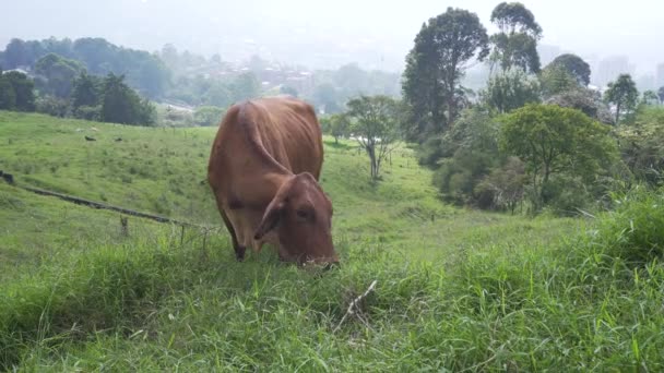 Brown Cow Eating Happily Farm Recorded General Shot Nice Landscape — 비디오