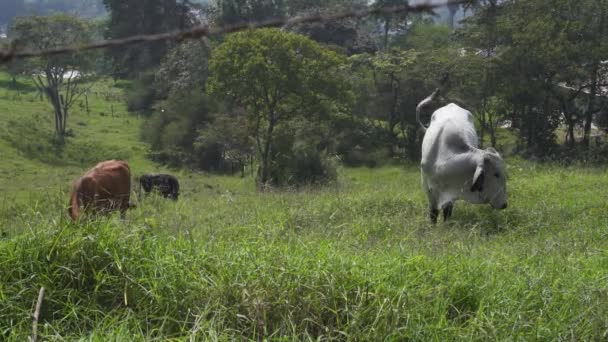 Бики Корови Їдять Живуть Фермі — стокове відео