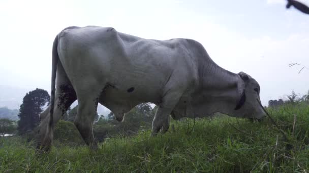 White Bull Eats Wags His Tail — ストック動画