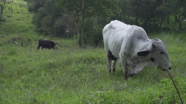 牛や牛は山の上で餌を食べますが そのうちの1つは近づいています — ストック動画