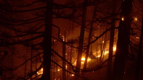 Wildfire plameny a jiskry uprostřed siluet stromů, během noci