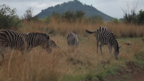 Zebraはフレーム内を歩き 停止し その後ろにゼブラスのグループとフレーム外を歩き続けます — ストック動画