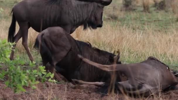 Group Wildebeest Messing Dirt — Wideo stockowe