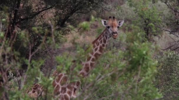 Καμηλοπάρδαλη Κοιτάζοντας Κατ Ευθείαν Στην Κάμερα Στην Άγρια Φύση Στη — Αρχείο Βίντεο