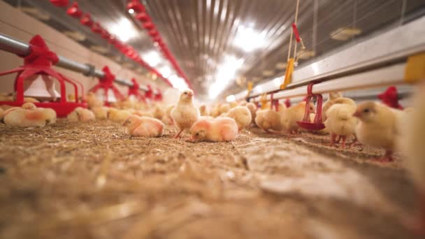 毛茸茸的 黄色的小鸡在谷仓里啄食 — 图库视频影像
