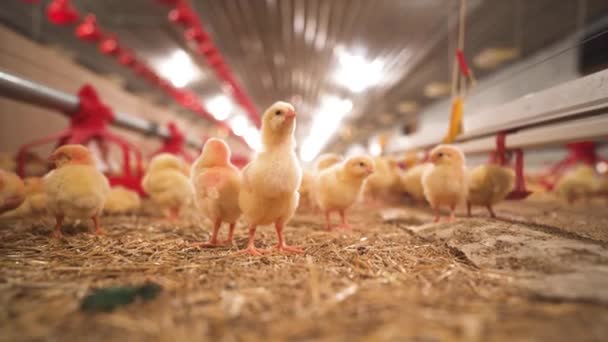 Curious Fuzzy Yellow Young Chickens Barn Standing Tall Examining Her — Wideo stockowe