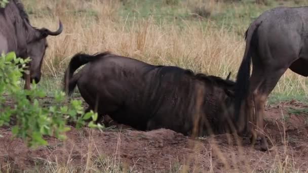 Wildebeest Revoloteando Tierra Con Otros Ñus Ñus Silvestre Reserva Sudáfrica — Vídeos de Stock