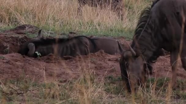 Wildebeest Válí Díře Hlíně Pak Postaví — Stock video