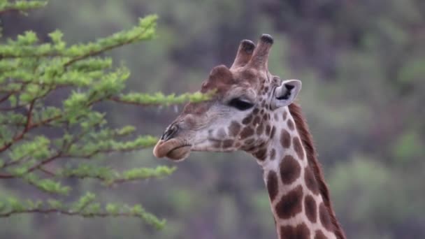 Zblízka Žirafa Žvýkání Listí Pak Dívá Přímo Kamery — Stock video