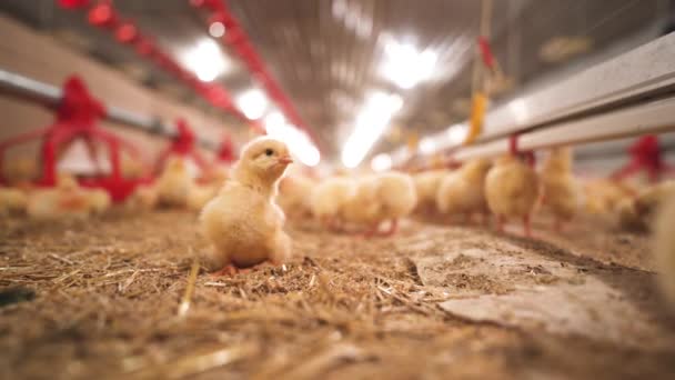Curious Fuzzy Yellow Young Chickens Barn Sitting Getting Comfy Straw — Vídeo de stock