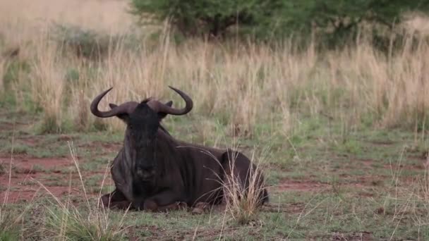 Wildebeest Relaxing Laying Middle Field — ストック動画