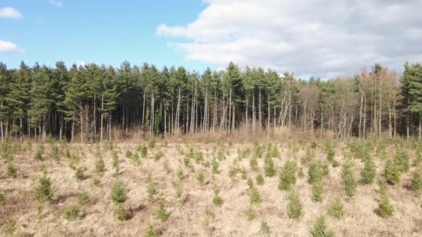 Numerous Pine Tree Saplings Sown Preservation Mother Nature Reforestation — Vídeo de Stock