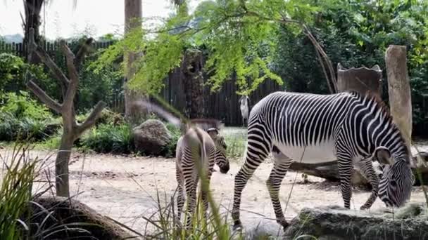 Herbivore Grevy Zebra Equus Grevyi Mother Zebra Walking Pass Newborn — стокове відео