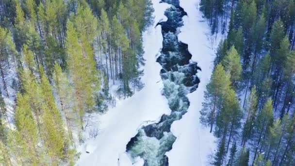 Flying Cascade Powerful River Scandinavian Evergreen Forests Winter — Stockvideo