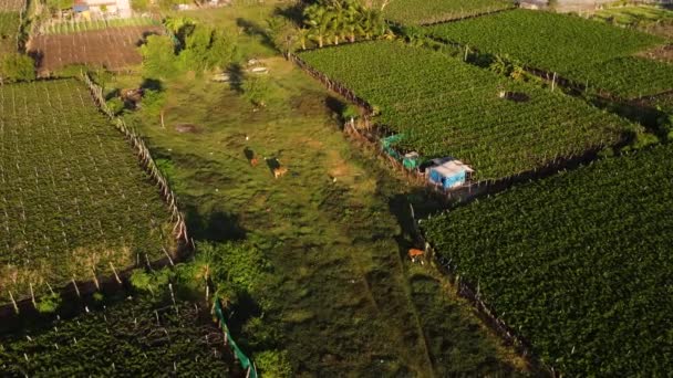 Koeien Grazen Weiland Door Wijngaarden Thai Vietnam Vanuit Lucht — Stockvideo