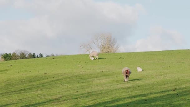 Few Sheeps Grazing Rural Green Grassland Field — Vídeos de Stock