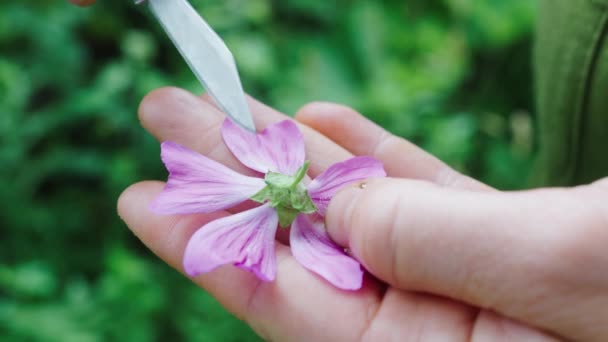 用植物学家手中的小刀检查紫色粉红花的特写 — 图库视频影像