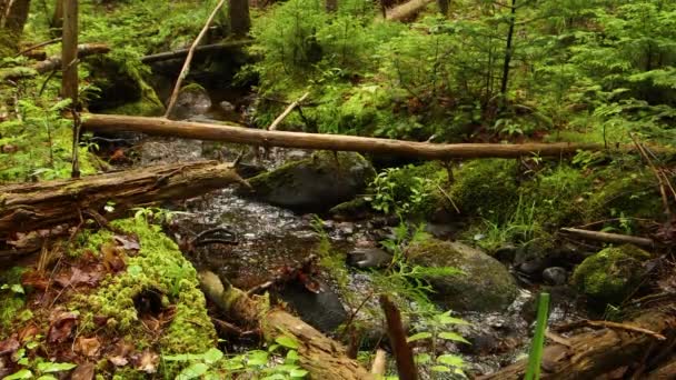 Stacionární Záběr Maine Lesní Divočiny Malé Starověké Říční Hadi Přes — Stock video