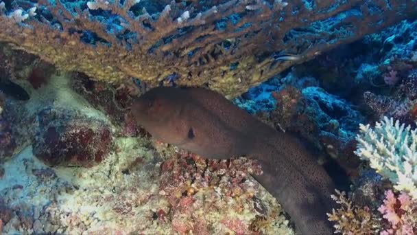 Enguia Moray Gigante Sob Grande Coral Mesa Recife Coral — Vídeo de Stock