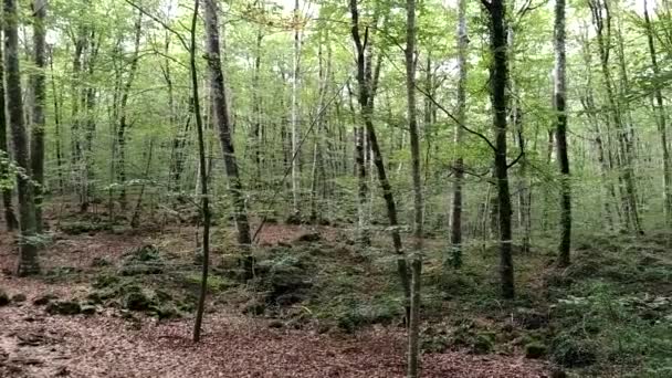 Girona Kayın Ormanı Fageda Den Jorda Tipik Katalonya Ormanı — Stok video