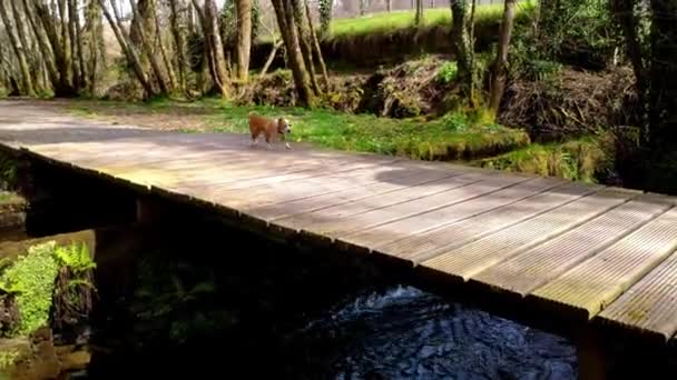 Small Confident Brown Dog Walking Boardwalk River Tracking Shot — Vídeo de Stock