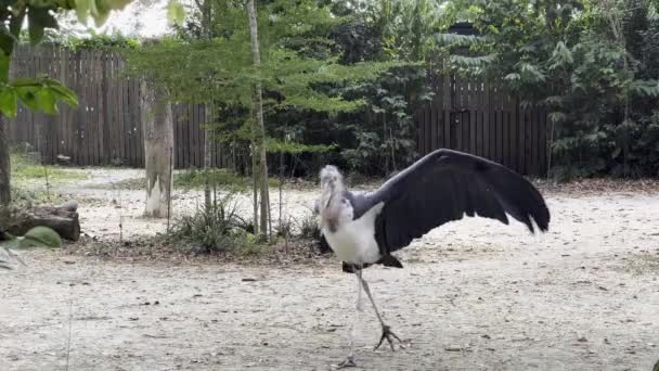 Glatzmarabu Storch Leptoptilos Crumenifer Mit Einem Einzigen Schwarzen Flügel Der — Stockvideo