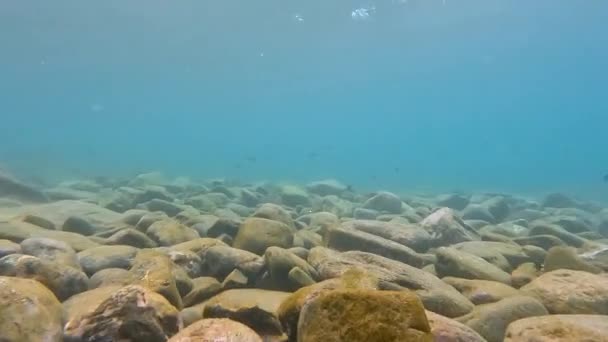 Swimming Underwater Rocky Sea Bed Shoals Black Tropical Reef Fish — Vídeo de Stock