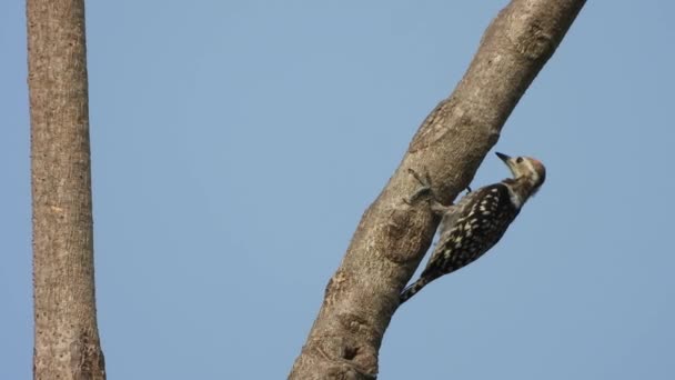 Specht Weibchen Auf Baum — Stockvideo