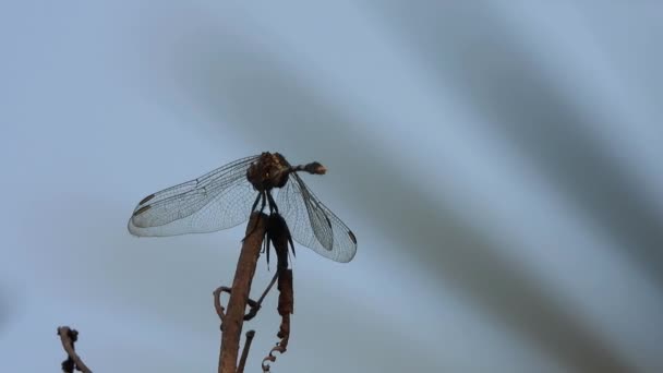 Dragonfly Waiting Pry Wind — Stock video