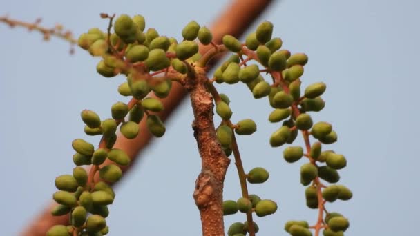 Плоди Насіння Індійського Дерева — стокове відео