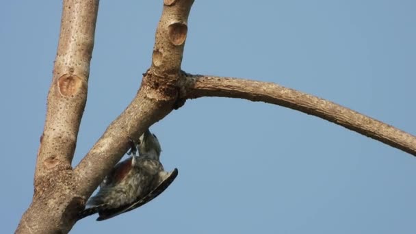 Picchio Trovare Cibo Nell Albero — Video Stock