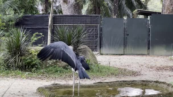 Ferido Única Asa Marabou Cegonha Batendo Sua Asa Andar Torno — Vídeo de Stock