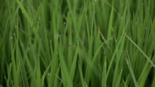 Needle Dragonfly Zygoptera Also Called Damselfly Leaves Rice Drops Dew — стоковое видео