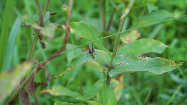 Black Grasshopper Video Grasshopper Sitting Leaf Insect Nature — Stockvideo