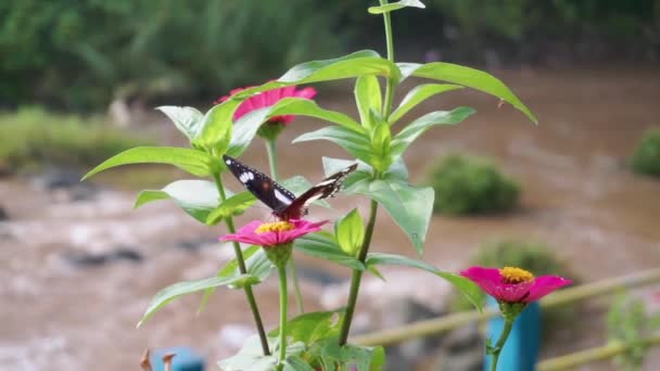 Jeden Opylení Květin Motýlem Černý Motýl Sedící Červeném Květu Řekou — Stock video