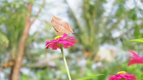 Kahverengi Kelebek Çalıların Arkasındaki Kırmızı Çiçeğe Tünemişti Makro Böcek Klipsleri — Stok video