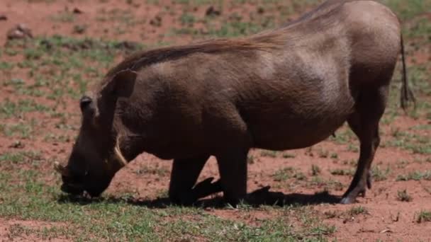 Warthog Eating Ground Field Sound Africa — ストック動画
