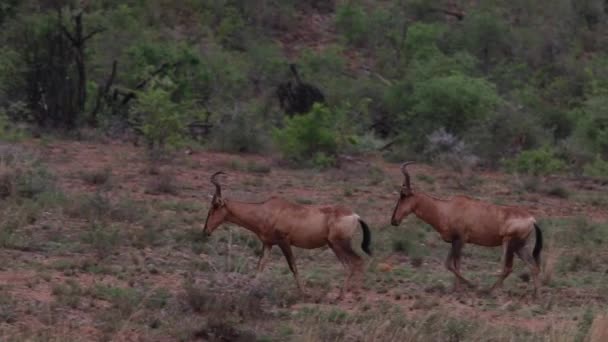 Dos Hartebeest Rojos Caminando Por Campo Sudáfrica — Vídeo de stock